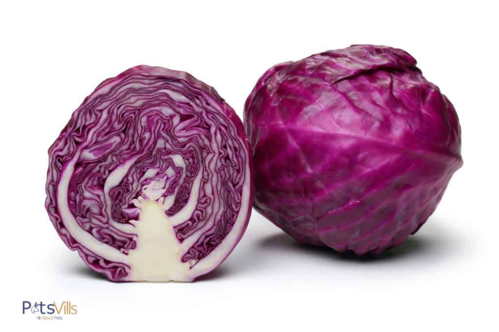 red cabbage but can rabbits eat cabbage