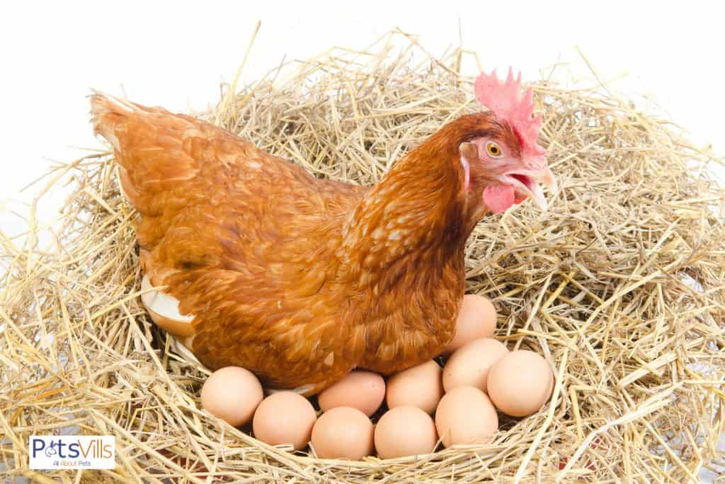 chicken laying eggs