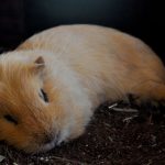 guinea pigs at night but can guinea pigs see in the dark