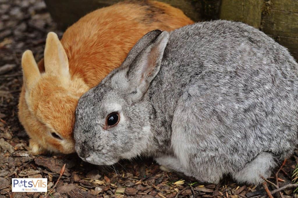 rabbits on wood based bedding but do rabbits need bedding