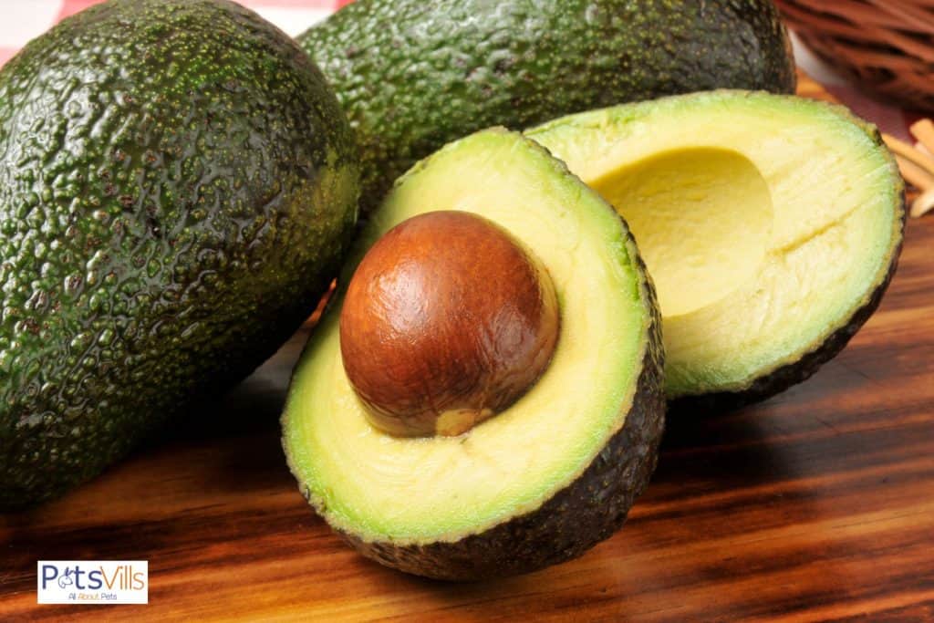 avocado for bearded dragons but can bearded dragons eat avocado