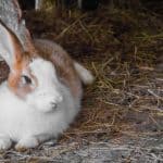 bedding for rabbits to sleep on
