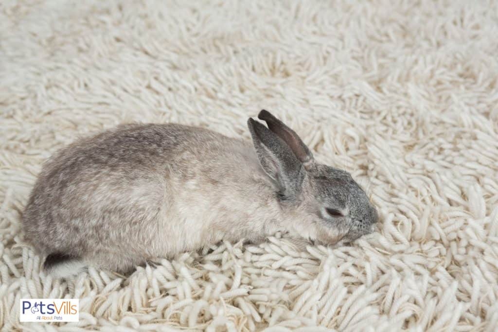 rabbit on bedding but do rabbits need bedding