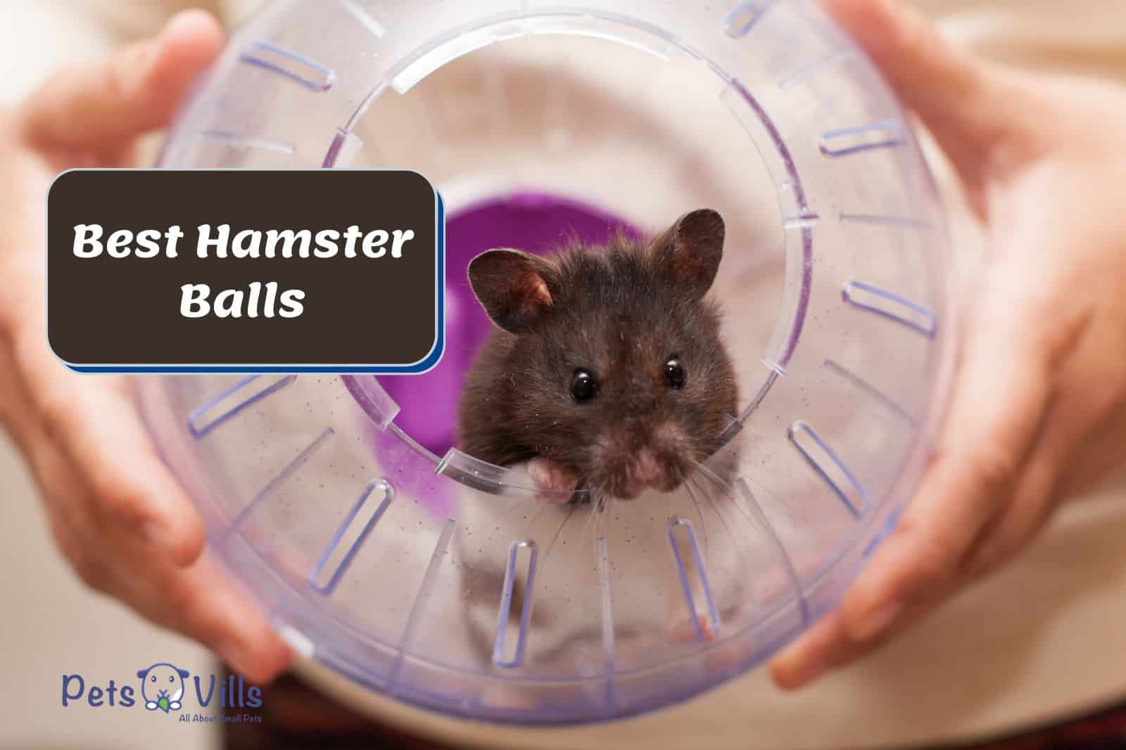 cute black hamster inside a hamster ball