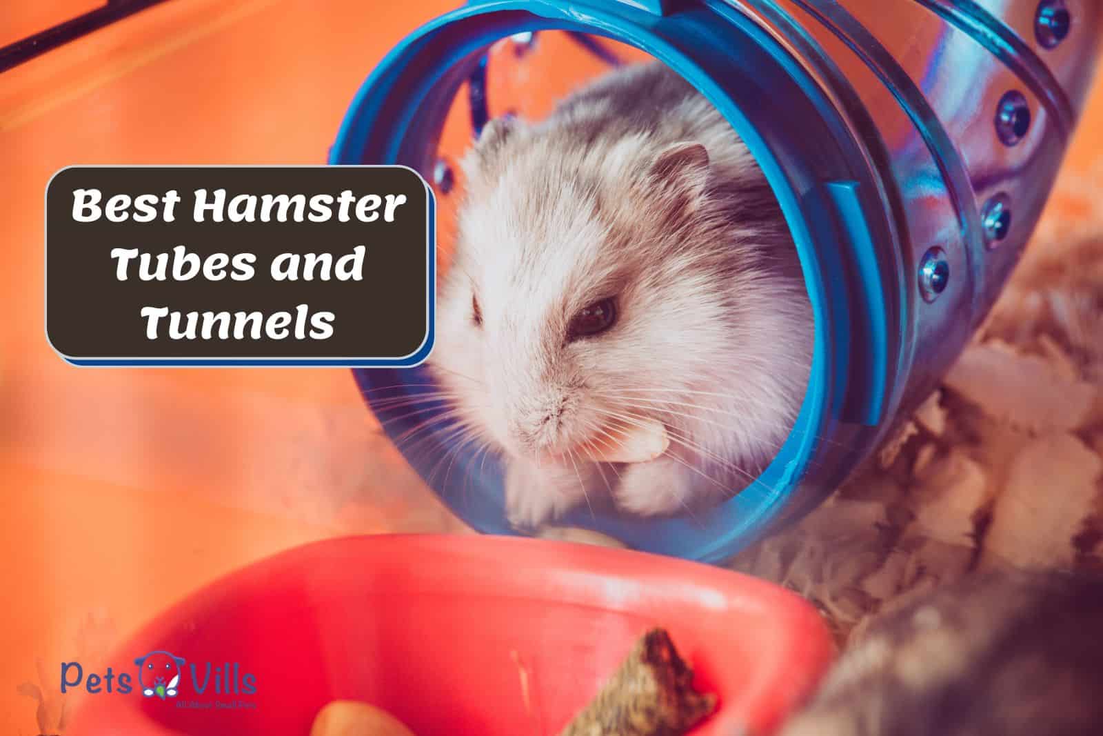 hamster inside the best hamster tubes and tunnels