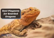 5 Best Playpens for Bearded Dragons [Review Guide]