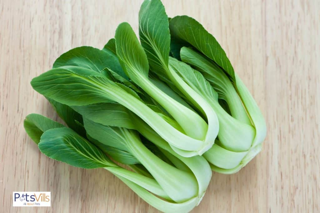 bok choy but can rabbits eat cabbage
