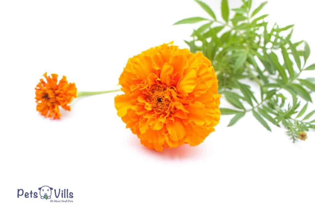 marigolds in a white background (can guinea pigs eat marigolds?)