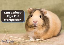 Can Guinea Pigs Eat Marigolds? (Benefits, Risks & More)
