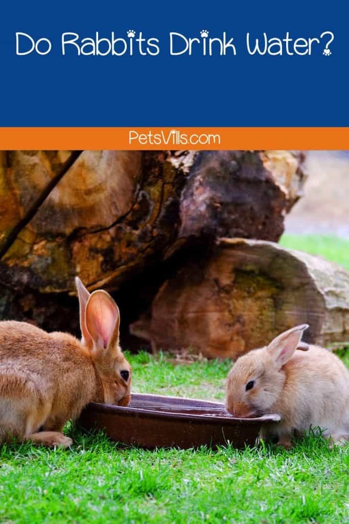 rabbits trying to drink water but do rabbits drink water