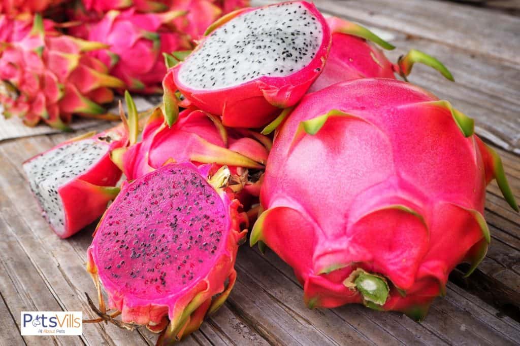 dragon fruit for rabbits but can chickens eat dragon fruit?