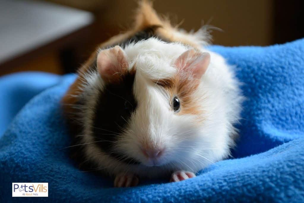 guinea pig in loneliness and why do guinea pigs cry
