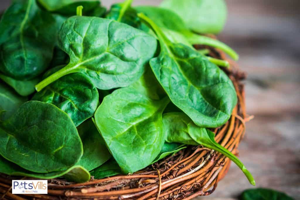 spinach for chickens, but can chickens eat spinach