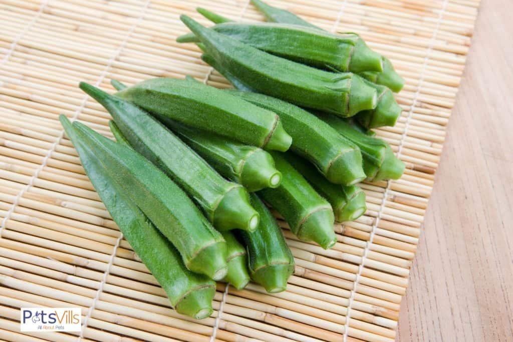 okra for rabbits but can rabbits eat okra