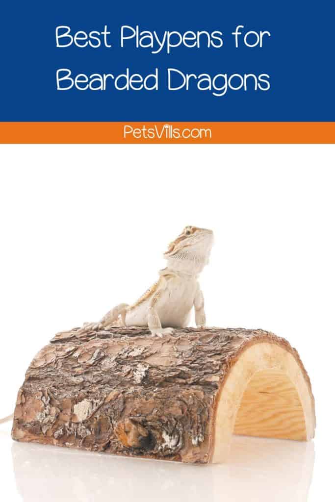 bearded dragon on top of a wooden branch