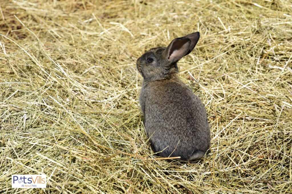 straw bedding for rabbits but do rabbits need bedding