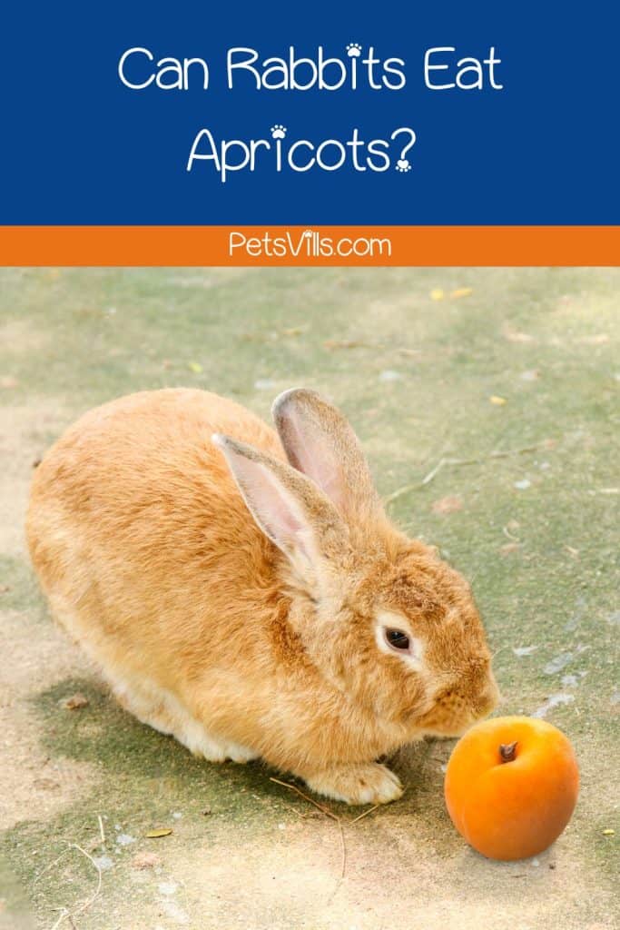 rabbit trying to eat apricot but can rabbits eat apricots