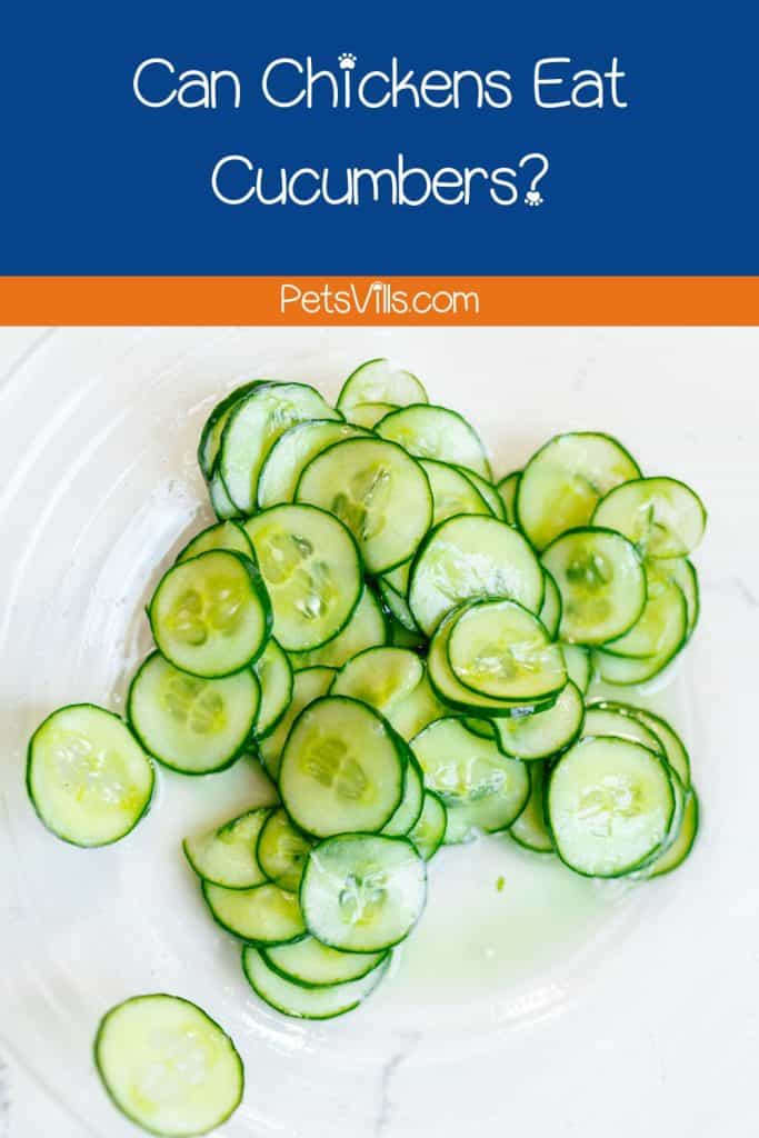 slices of fresh cucumbers for chickens