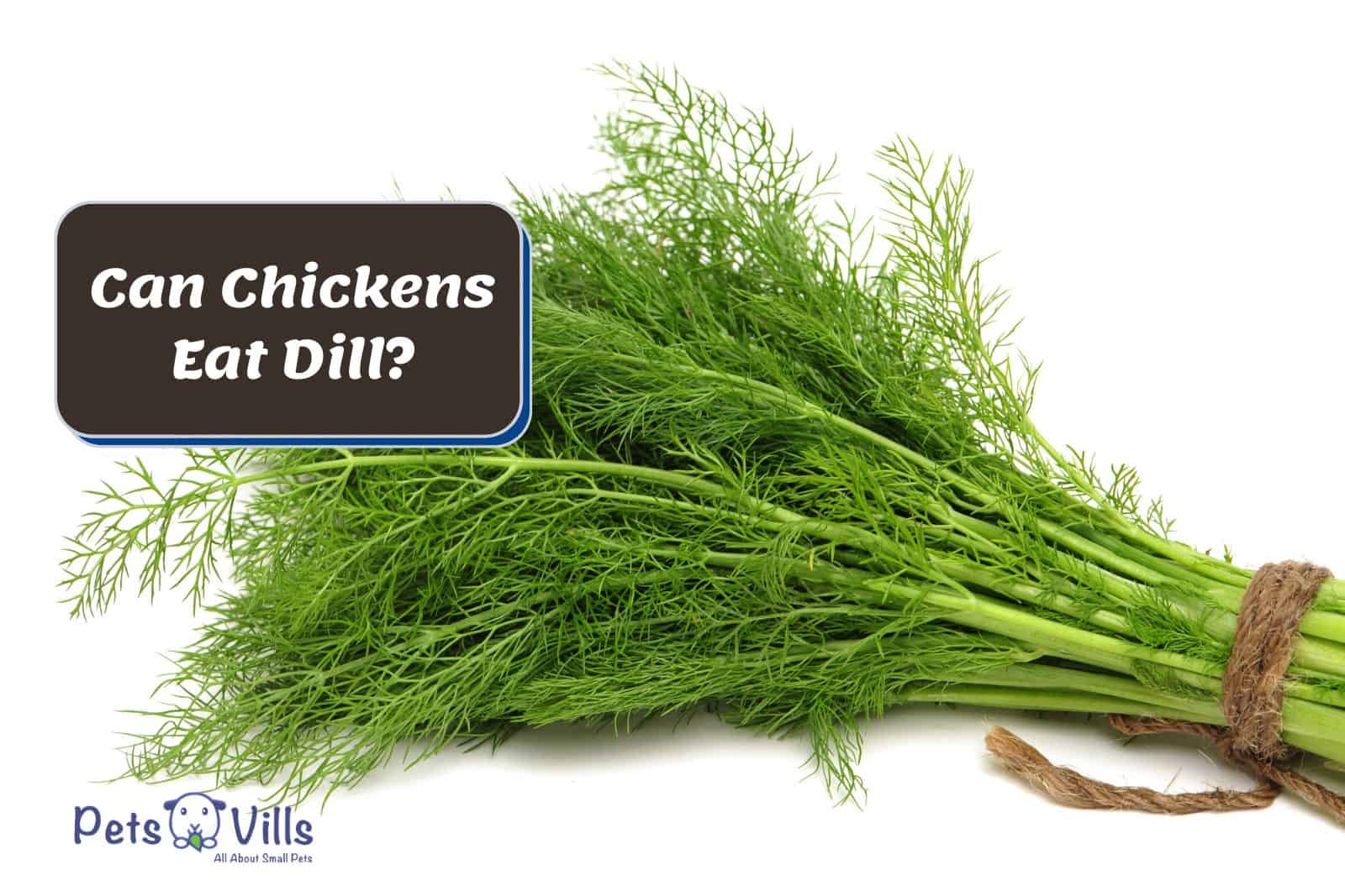 fresh dill beside Can Chickens Eat Dill text