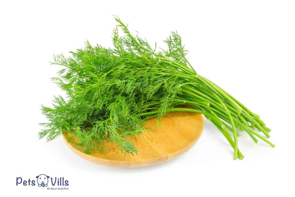 fresh dill on a wooden plate