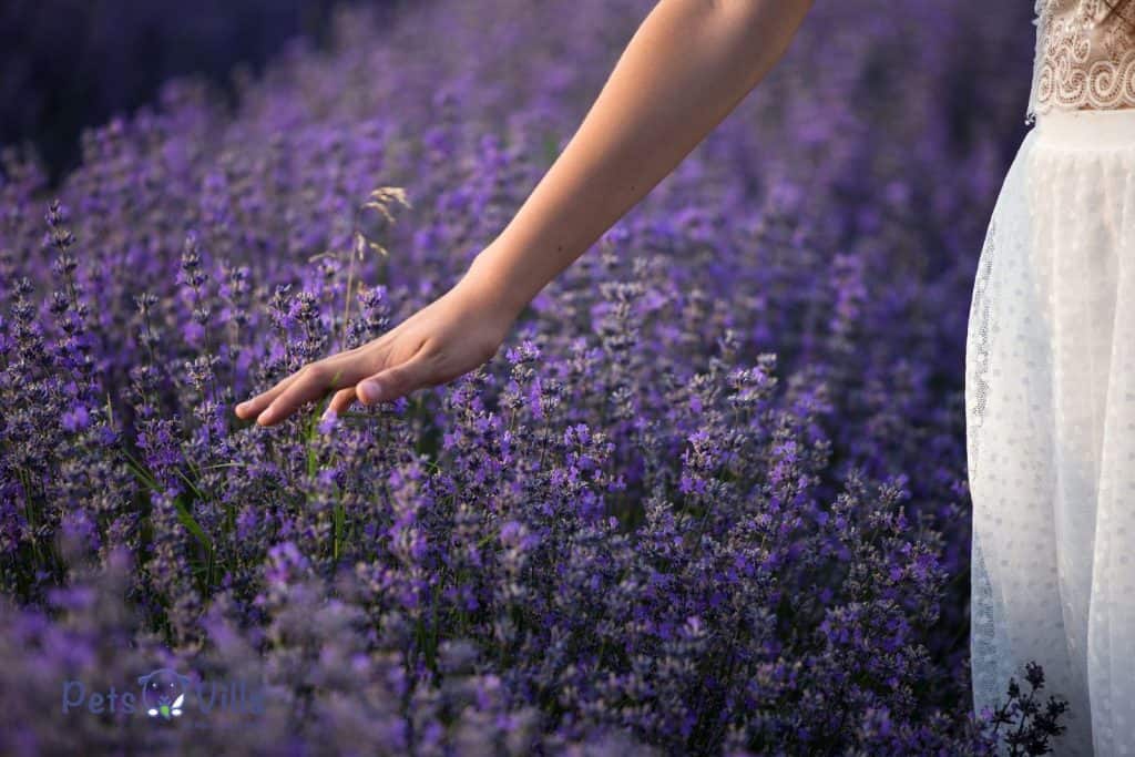 hand touching the lavender flowers
