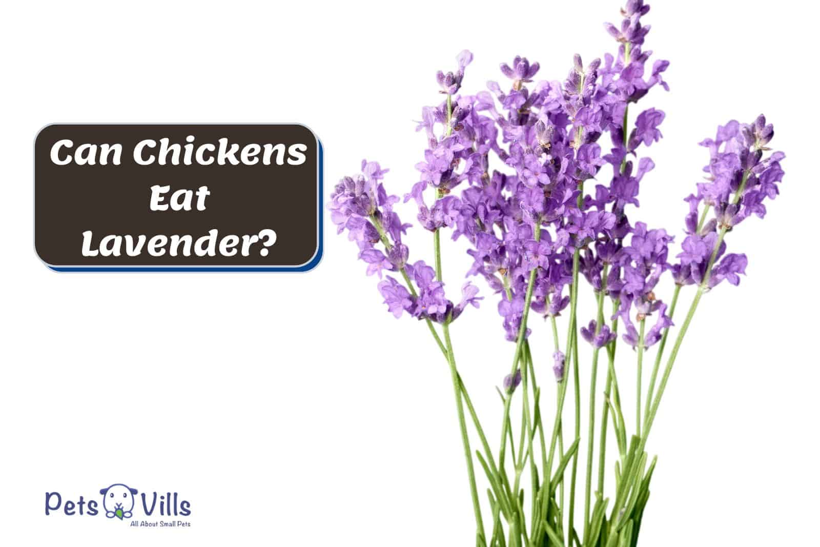 fresh lavender flowers but Can Chickens Eat Lavender