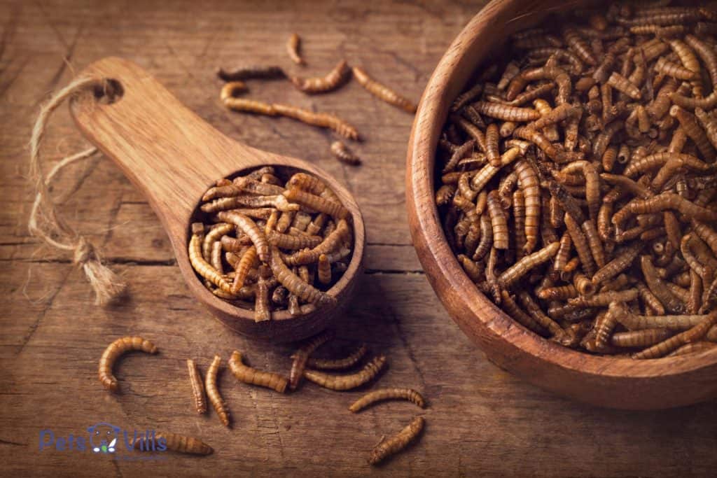 mealworms on a wooden bowl and spoon