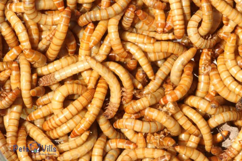 plenty of Mealworms