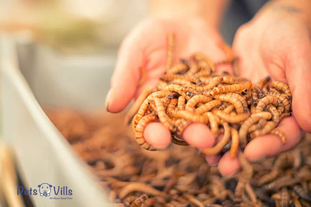hand holding mealworms