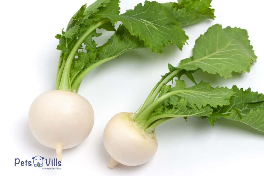 fresh turnips root vegetables