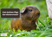 Can Guinea Pigs Eat Watercress? (Benefits & Feeding Tips)