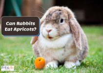 Can Rabbits Eat Apricots? (Nutrition Facts & Feeding Tips)