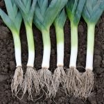 leek with roots but can chickens eat leeks root
