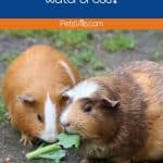 guinea pig eating leaves but can guinea pigs eat watercress