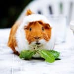 guinea pig eating leaves but can guinea pigs eat watercress