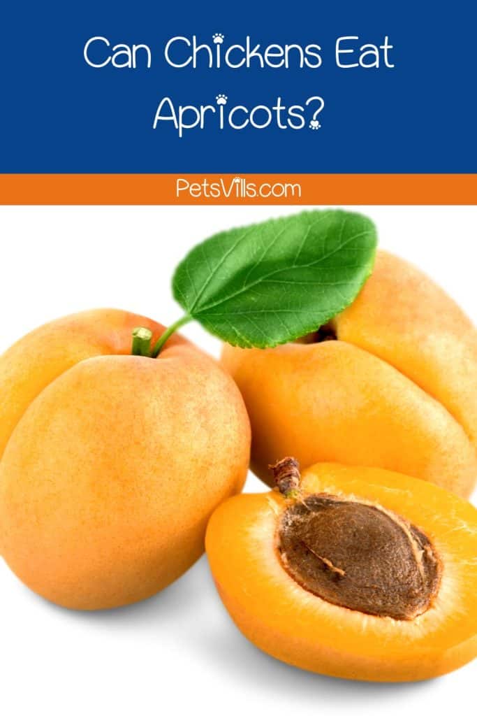 apricot fruits