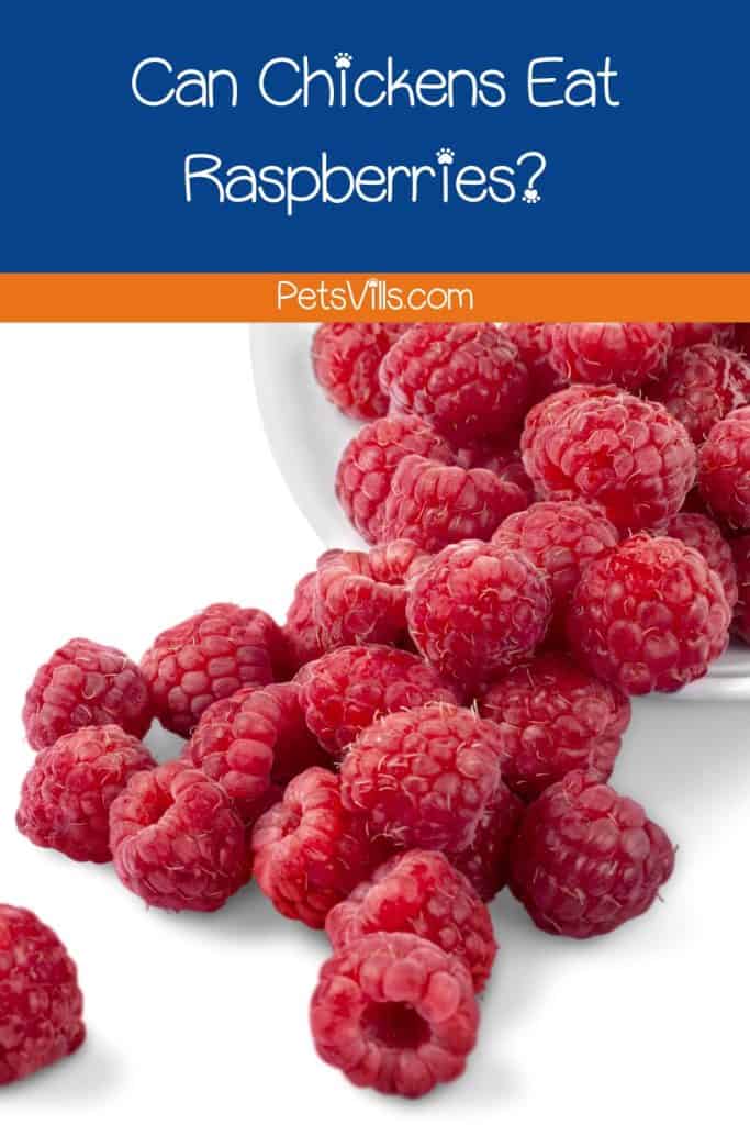 fresh raspberries from the bowl