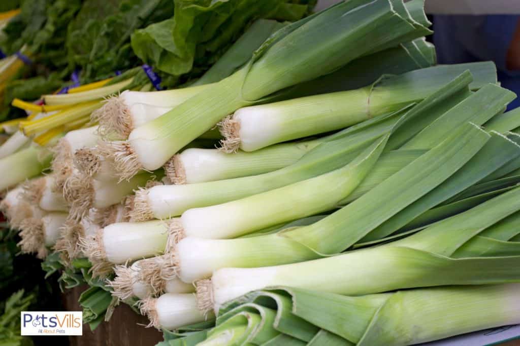 leeks for chickens but can chickens eat leeks