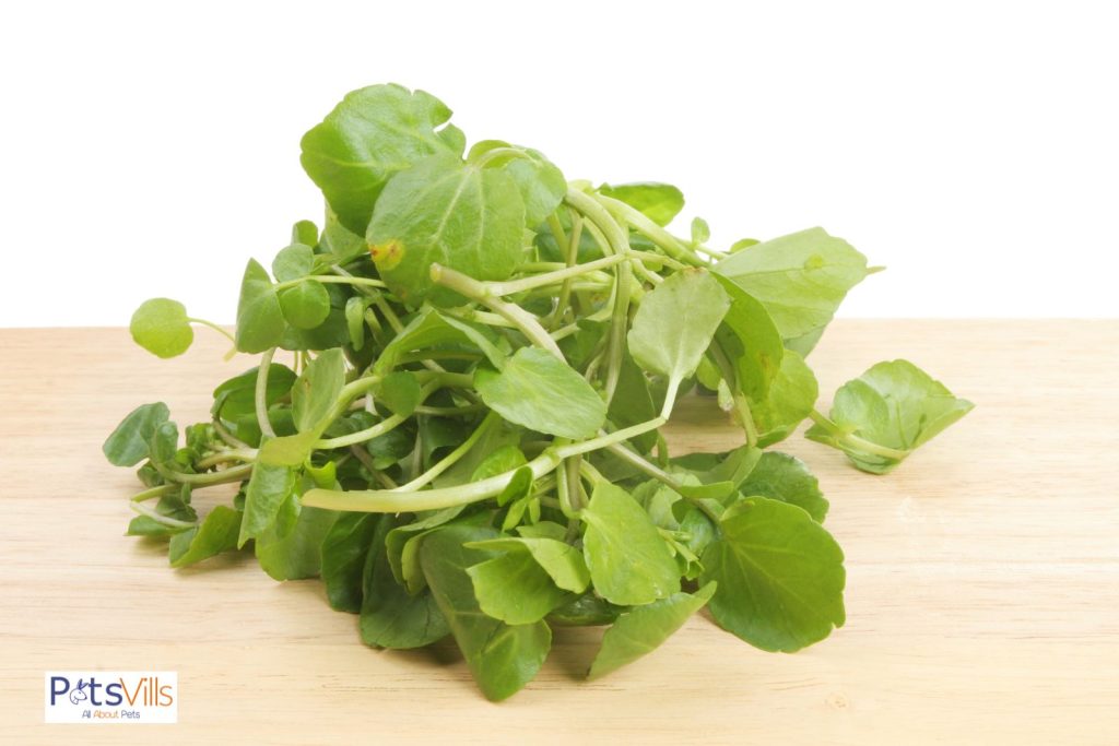 watercress for guinea pig but can guinea pigs eat watercress