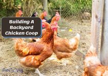The Ultimate Backyard Chicken Coop Building Checklist