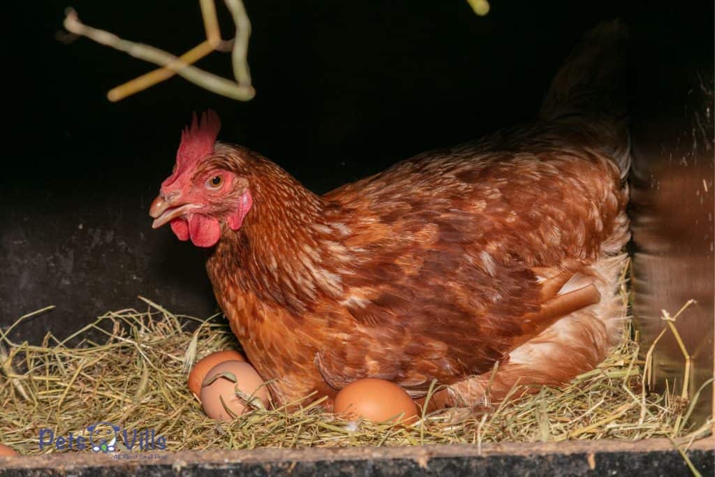 hen laying eggs on a nest box