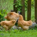 different breeds of backyard chickens