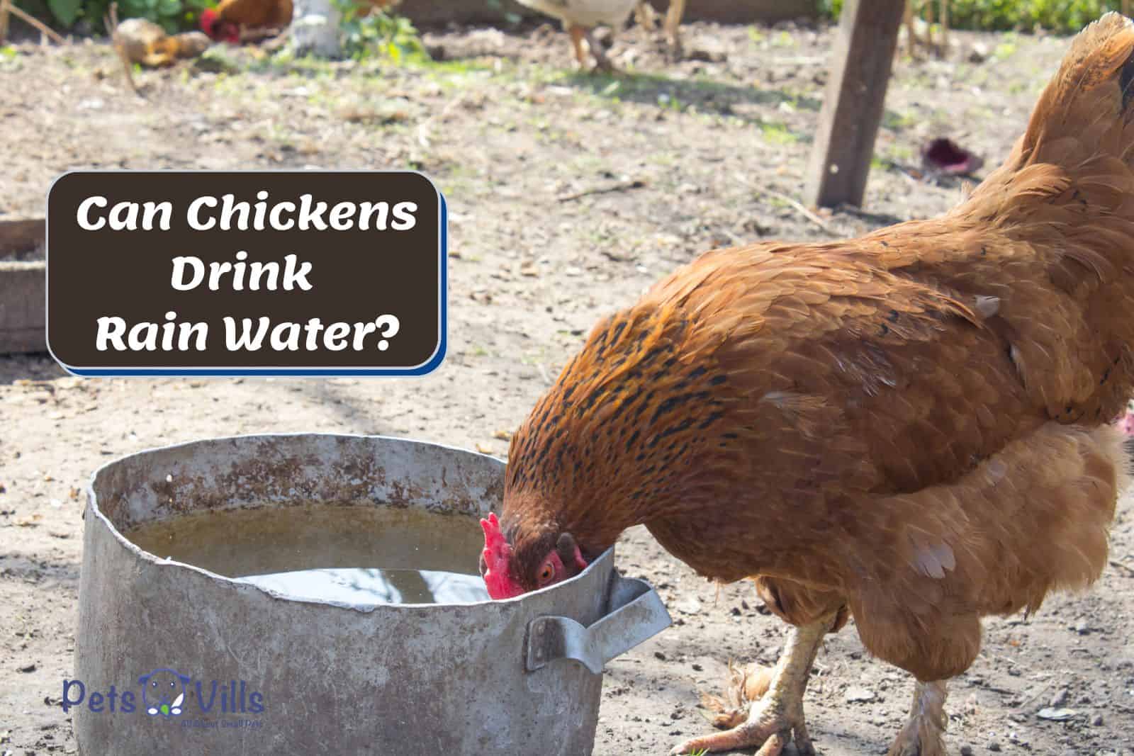hen drinking rain water but Can Chickens Drink Rain Water?