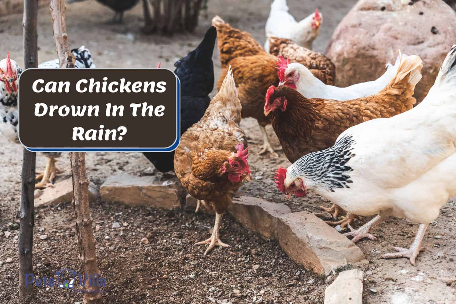 chickens roaming around looking for food but Can Chickens Drown In The Rain?