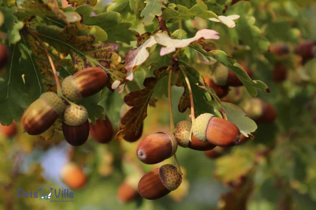 tree full of acorns
