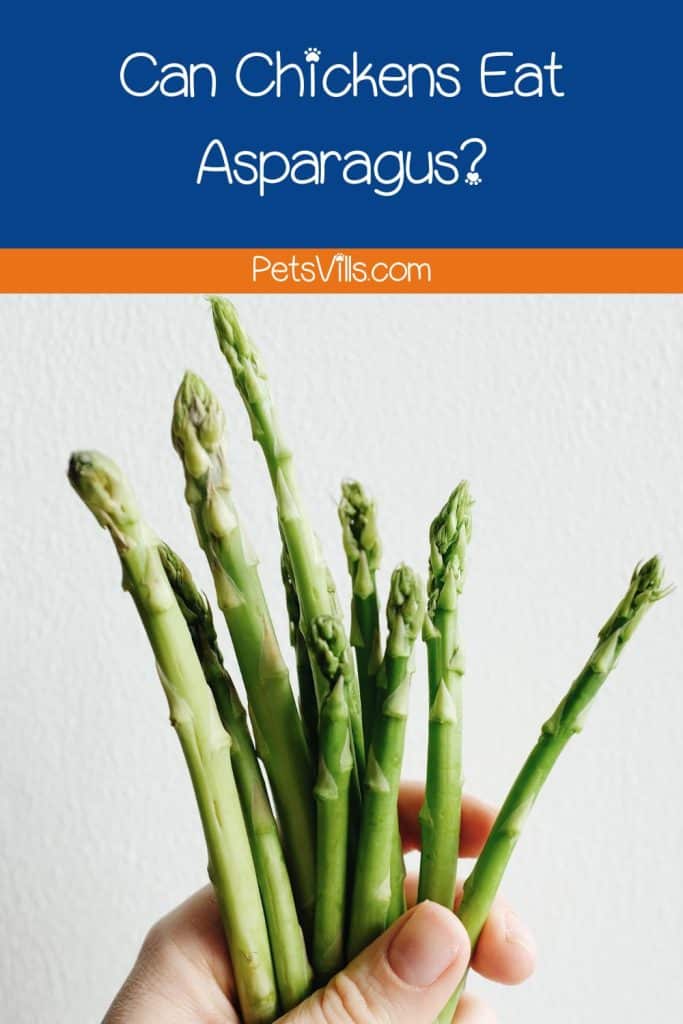 hand holding plenty of fresh asparagus