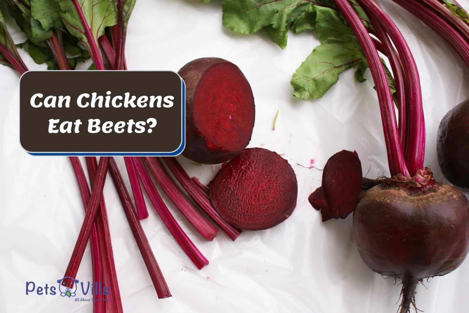 slices of beets; Can Chickens Eat Beets?