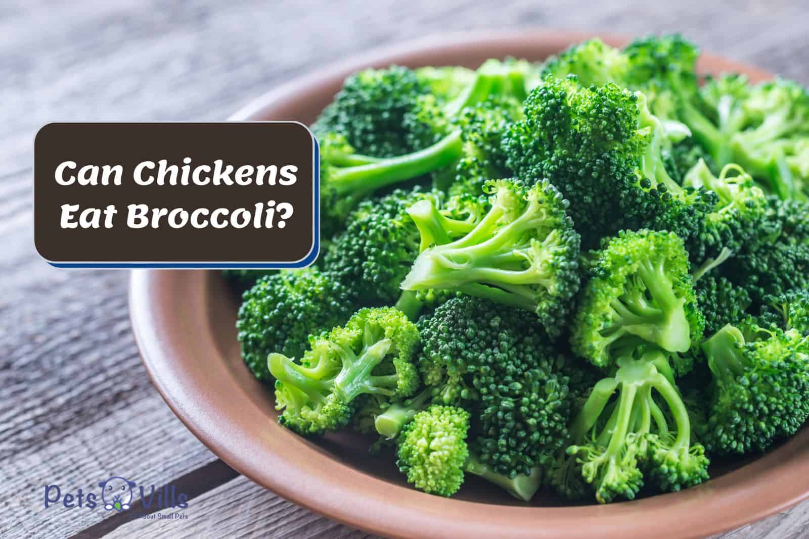 cooked broccoli on a wooden plate but Can Chickens Eat Broccoli?