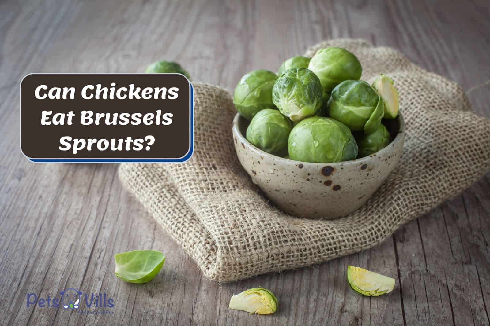Brussels Sprouts on a ceramic bowl but Can Chickens Eat Brussels Sprouts?
