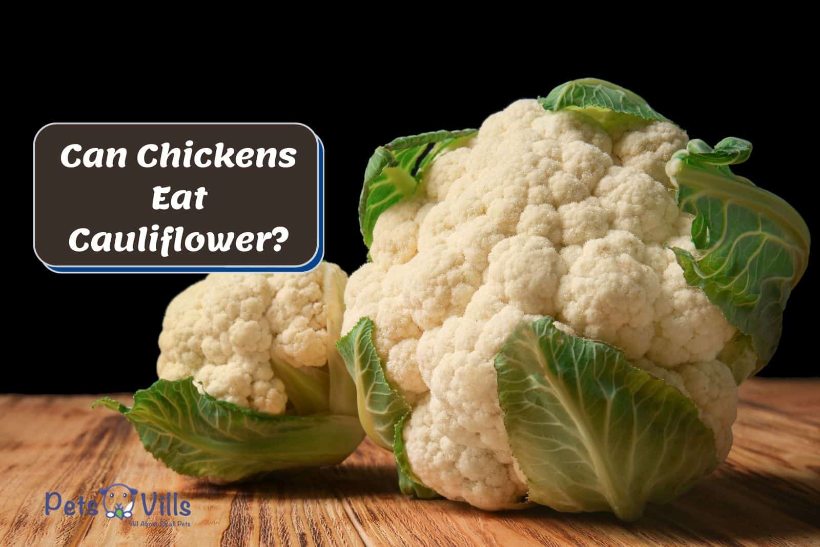cauliflowers on a wooden table so Can Chickens Eat Cauliflower?